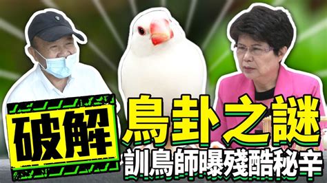 龜鳥卦原理|破解鳥卦之謎 訓鳥師曝殘酷秘辛